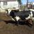 Registered Texas Longhorn Bulls 2 thumbnail