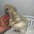 Silkie chicks 1 thumbnail