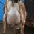 Milk Goats in Milk - Dairy Goats $950 for the herd 1 thumbnail