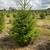 TREES direct from the nursery, field grown shade and evergreen trees 2 thumbnail