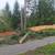 Tree removal/brush clearing/ yard renovations! Gig harbor and Tacoma 6 thumbnail