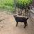 Goat for Sale (Alpine/Myotonic Mix) 1 thumbnail