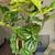 Beautiful Tall Fiddle Leaf Fig (FLF) – 14-inch Grow Pot - Healthy & Vibrant 1 thumbnail