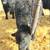 LEWIS CATTLE OILER 4 thumbnail