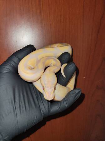 Amazing yearling Albino BP (Flatbush)63850258384513120