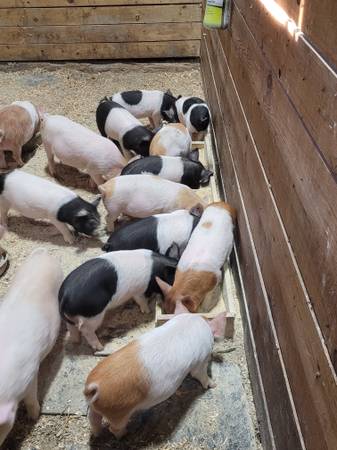 Piglets 1