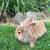 Bunnies 3 thumbnail