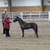 Talented, kid safe miniature horses reg 5 thumbnail