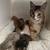 I have 4 kittens for sale 2 thumbnail