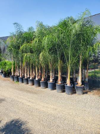 beautiful Queen Palms 1