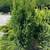 Premium Quality Cedar Hedges For Sale 14 thumbnail