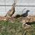 Ringnecks Pheasants - Various Ages 9 thumbnail