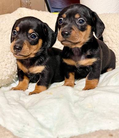 RehubicandoMiniDachshundBlackAndTan 1