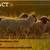 HAMPSHIRE/SUFFOLK YEARLING RAMS 7 thumbnail