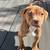 Rehoming Extra Large Pit Bull Puppies 12 thumbnail