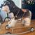 Vintage Trudi made in Italy Husky Pull Toy Dog Ride Along Rocker 4 thumbnail