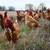 Egg Farm Laborer's Needed 3 thumbnail