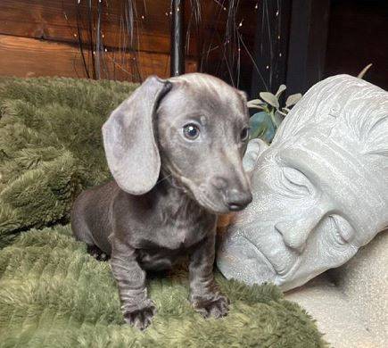 Small dachshunds (213-358-9six64)64216072397571120