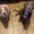 3 year old pitbull 3 thumbnail