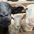 Katahdin Sheep 4 thumbnail
