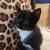 Beautiful Baby Kittens (Valley Stream) 3 thumbnail