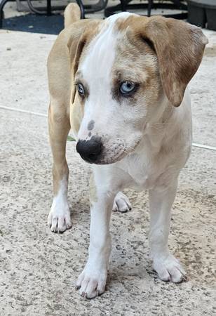Louisiana Catahoula Leopard Hound Puppy63859315570179121