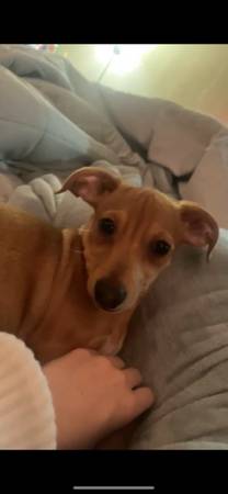 Rehoming chiweenie (Vancouver)63895727121026120