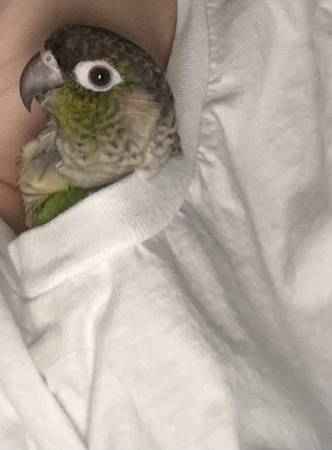 Green Cheek Conures Rehoming (Portland)63842373487745123