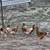 Hens 3 thumbnail