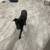 Rehoming puppies 13 thumbnail