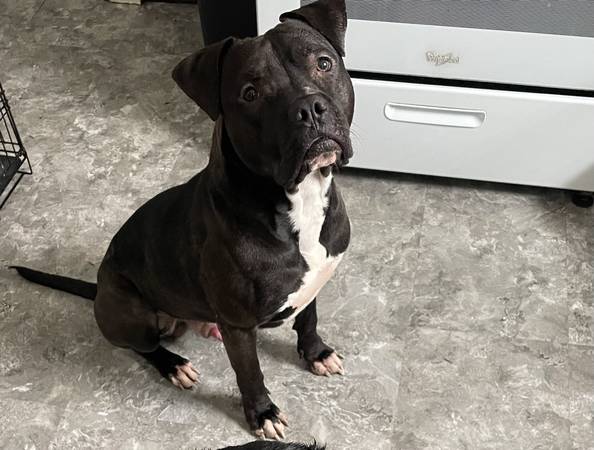 Reubicación de Pitbull Macho (Warren)63661192641027121