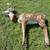 Deer Target 3 thumbnail