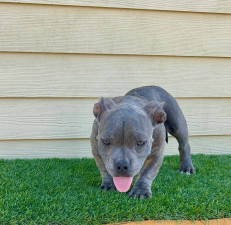 Cachorros micro bully (Kenner)63904508069251121
