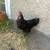 Black Copper Marans Hens, Laying Hens 4 thumbnail