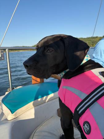 Hound/lab mix 9mo old puppy for adoption (Blue Springs)63903109593475120