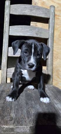 American Bully & Bluetick Coonhound Mix Pups 1