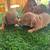Mini Dachshunds 1 thumbnail