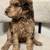 Standard Labradoodle Puppies Adoption 4 thumbnail