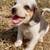 Beagle Puppy / Puppies 1 thumbnail