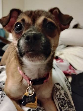 Alguien se llevó a mi cachorro POR FAVOR AYUDA63765311658241121