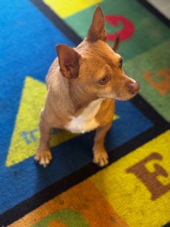 Rehoming 2 Sweet Chihuahuas – Male & Female – (concord / pleasant hill / martinez)63947239486851121