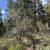 2.24 Acres ~ Thunder Bear Road ~ Huge Lovely Trees ~ Very Buildable !! 10 thumbnail