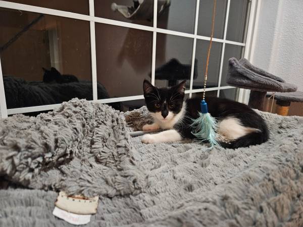 2 Kitler  kittens rehoming 8 weeks spayed, vaccinated & chipped (morgan hill)63890025444867122