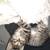 KITTEN FUUUR BABIES READY NOW !!!! 6 thumbnail