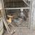 Free chickens 2 thumbnail