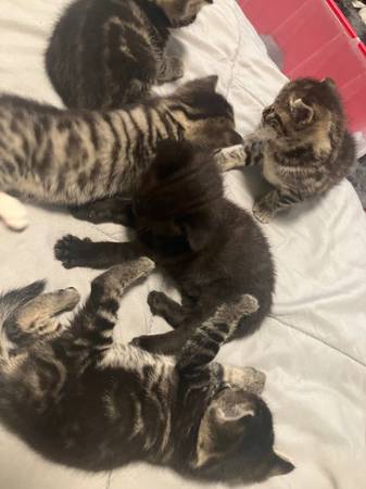 Beautiful, healthy kittens (East New York)63923588359810121