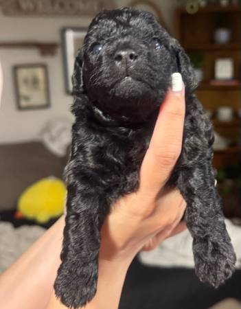 Purebred mini poodle (campbell)64018041346562121