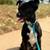 Long hair chihuahua/shih tzu mix dog 3 thumbnail
