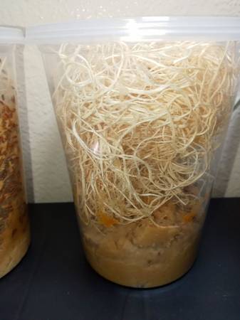 Flightless fruit flies (Camarillo)63686073467521120