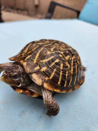 Ornate Box Turtle Female (Phoenix)63967288845443120
